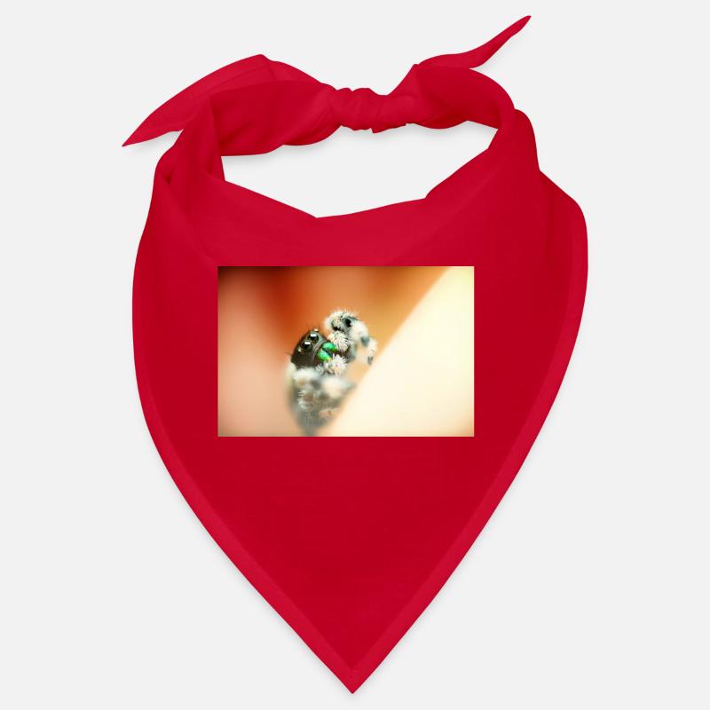 Springspinne, Phidippus regius,jumping spider Bandana