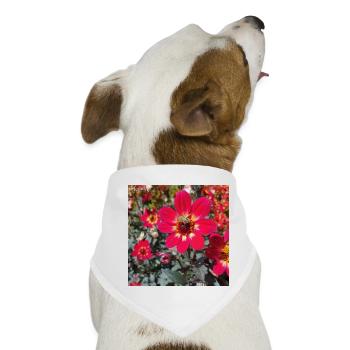 Grossfiedrige Dahlie / Bienenpflanze - Hunde-Bandana - Weiß - Vorne