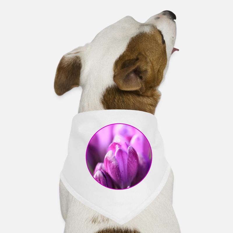 Crocus Crocus Fleurs violettes Crocus Bourgeon de crocus Bandana pour chien