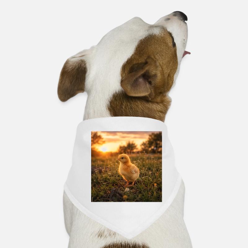 Yellow chicken at sunset Dog Bandana