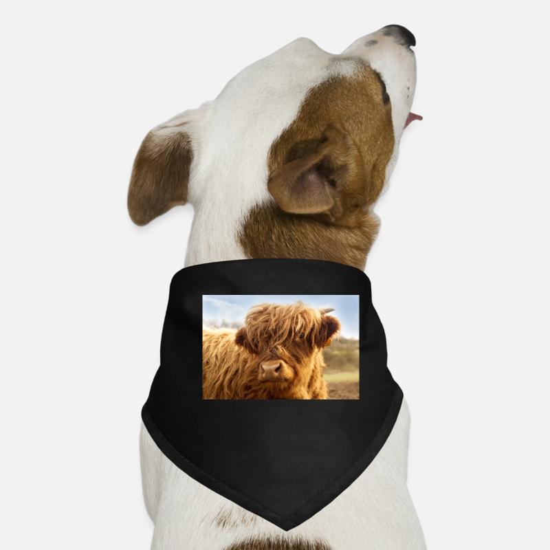 Petite vache, veau brun regarde la caméra Bandana pour chien