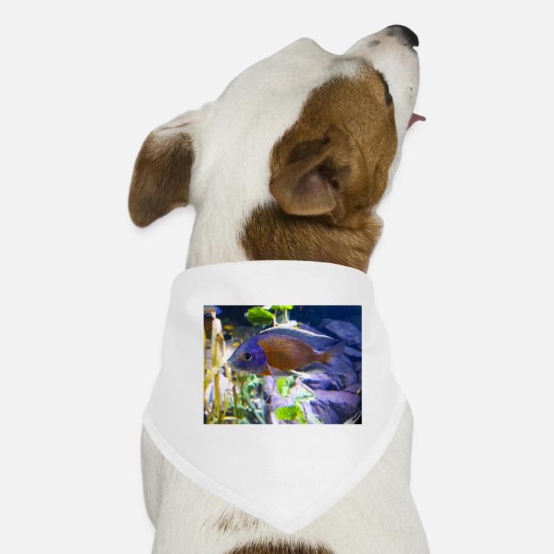 Cichlidé Copadichromis borleyi Bandana pour chien