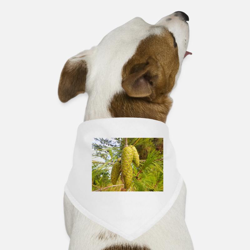 Pin d’Alep aussi Pin de Jérusalem Alep-Kiefer Bandana pour chien