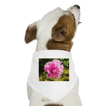Chinesische Pfingstrose Chinesische Pfingsrose Paeonia - Hunde-Bandana - Weiß - Vorne