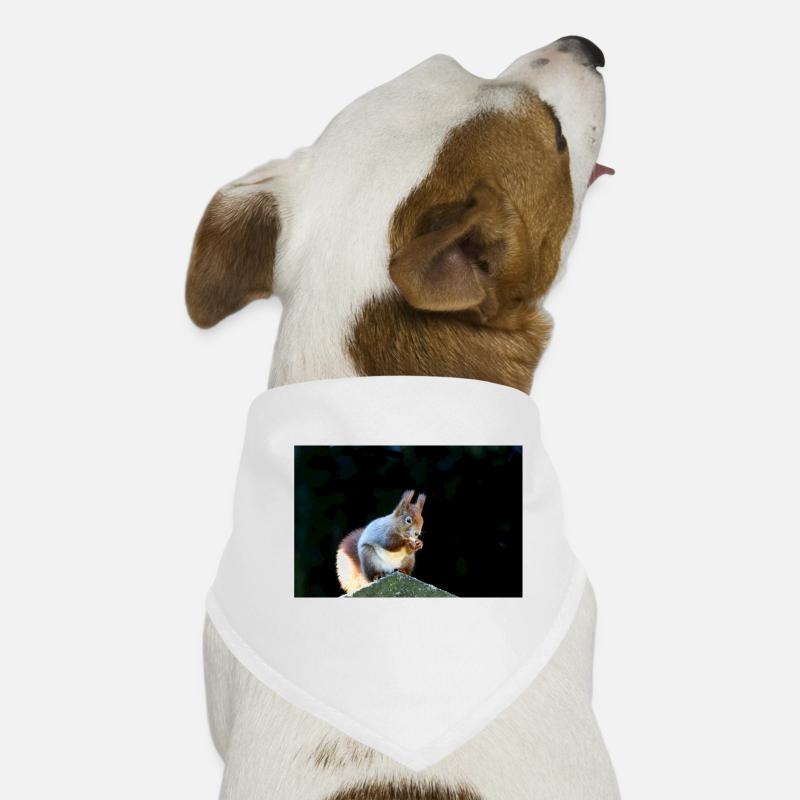 Eichhörnchen, Isibat Hunde-Bandana