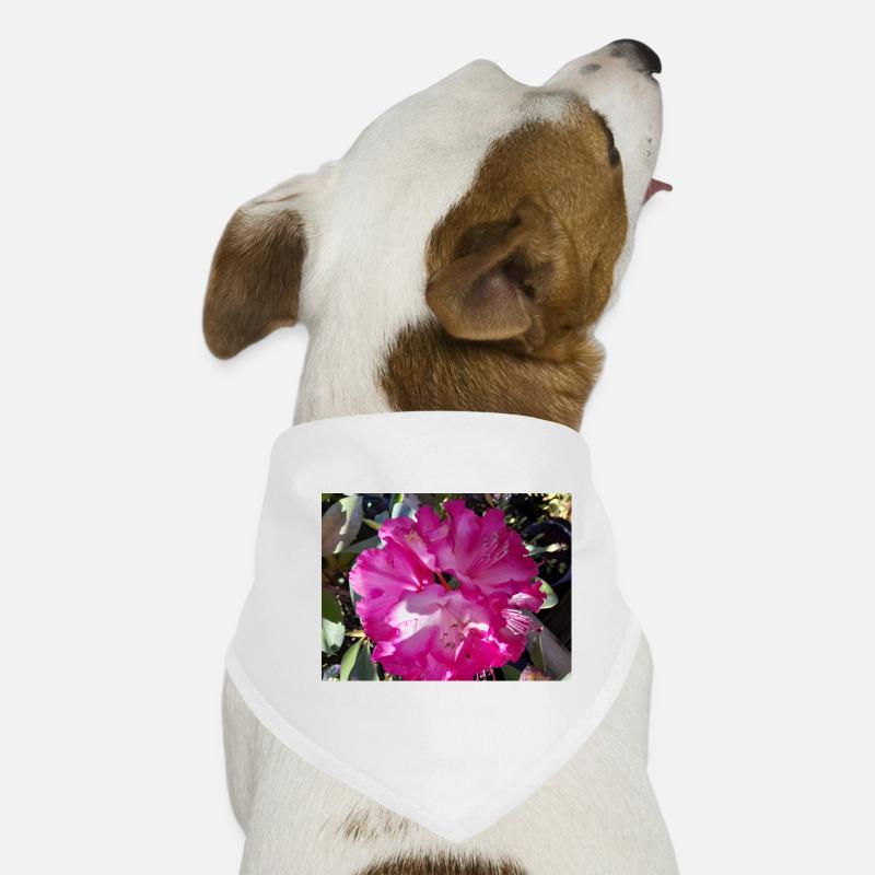 Fuchsia azalea in full bloom Dog Bandana