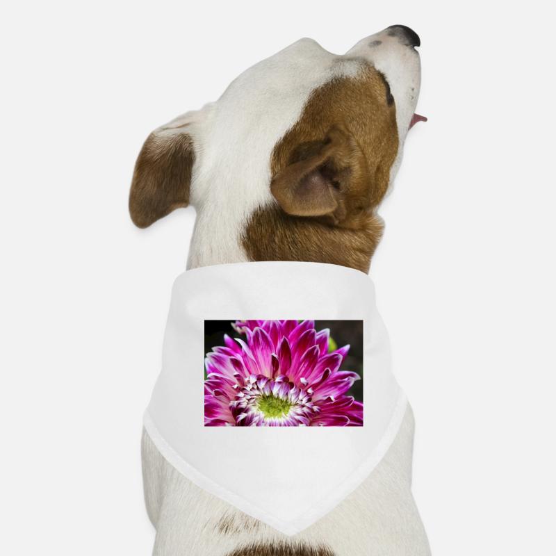 fleur de dahlia rose fleur rose affiche Bandana pour chien