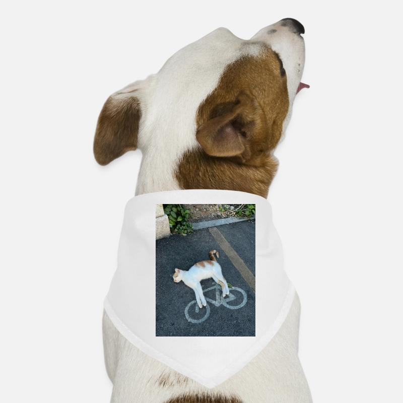 Chat sur la piste cyclable Bandana pour chien