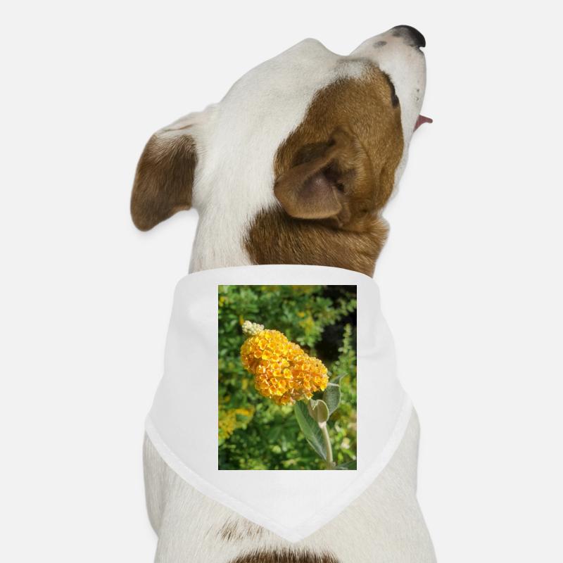 Buddleia, Schmetterlingsstrauch oder Sommerflieder 'Sungold' Hunde-Bandana