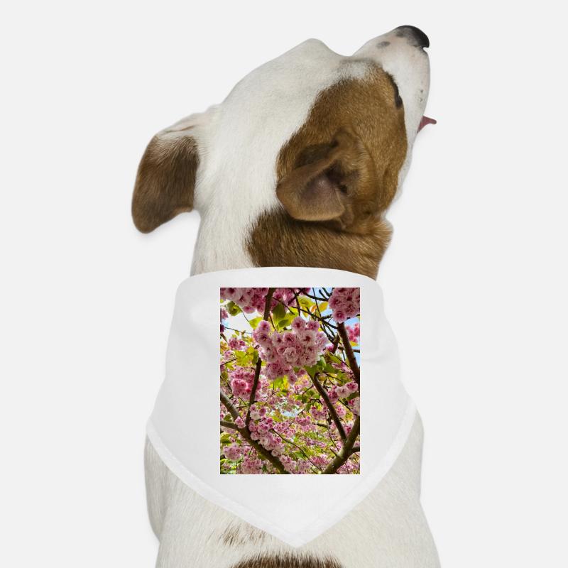 Cherry blossom magic in spring Dog Bandana