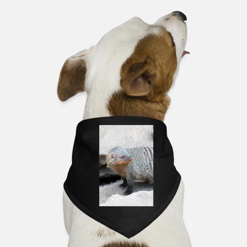 Gebänderte Manguste oder Zebramanguste Hunde-Bandana