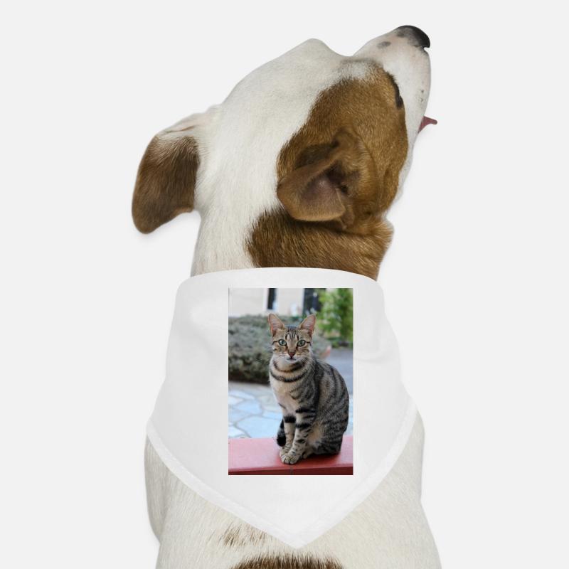 chat, chaton Bandana pour chien