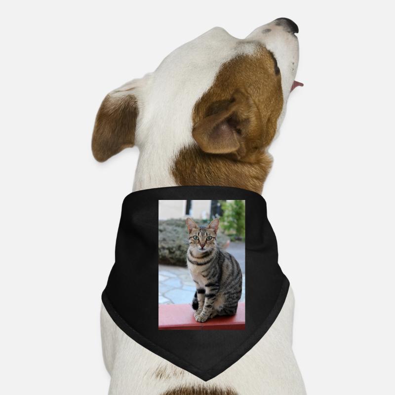 chat, chaton Bandana pour chien