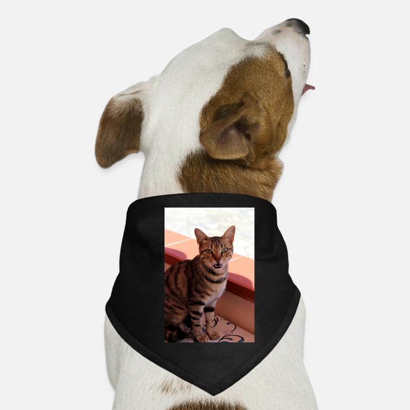 chat, chaton Bandana pour chien