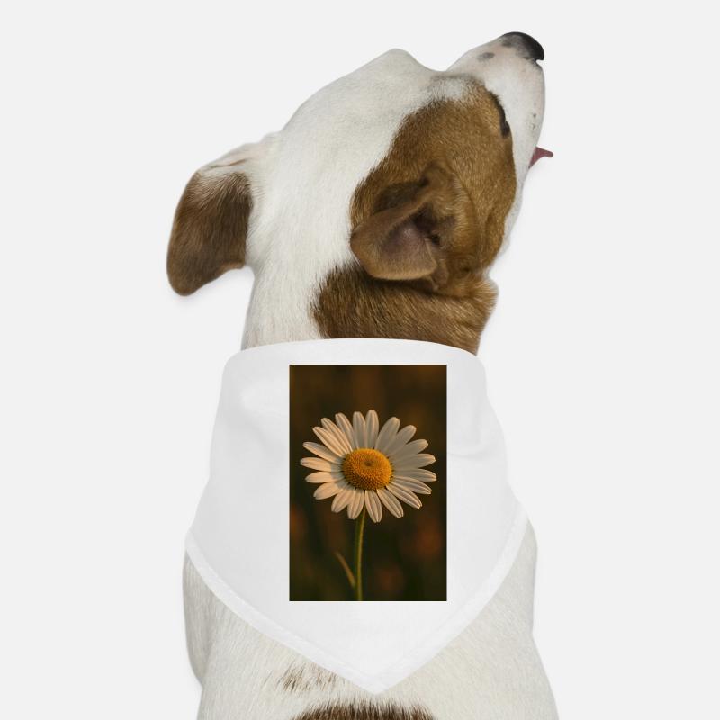 Natur - Blumen - Gänseblümchen Hunde-Bandana