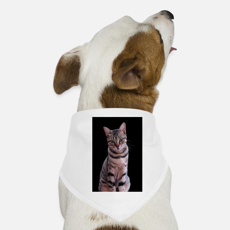 Katze Katze süßes Kätzchen Hunde-Bandana