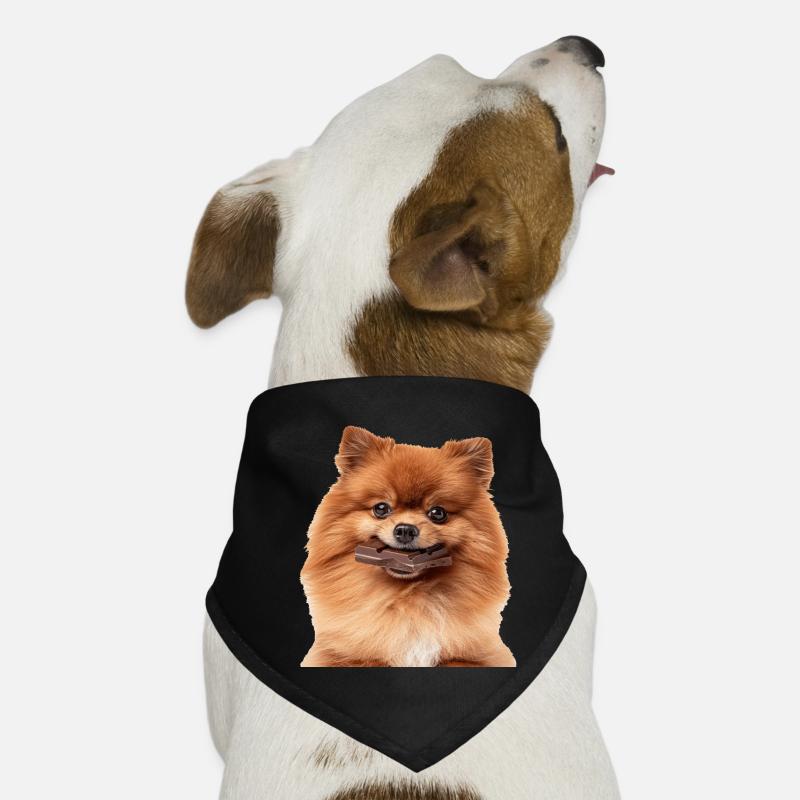 Zwergspitz Hunde-Bandana