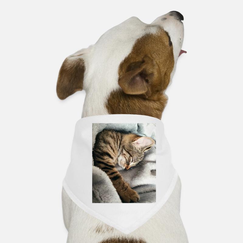 chat Bandana pour chien