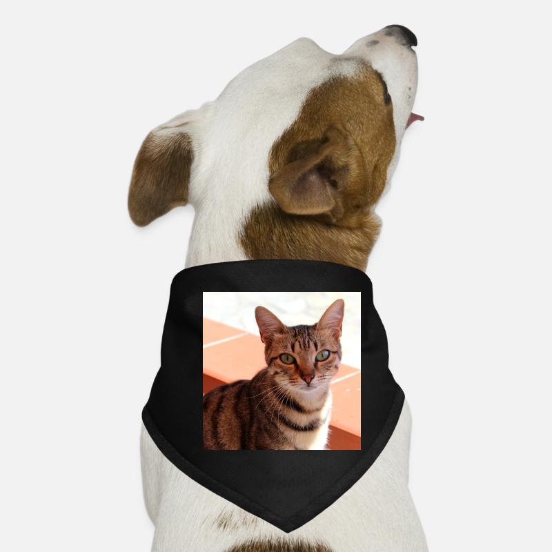 Cat Kitten Poster Square Cat Poster Dog Bandana
