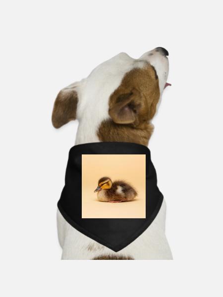 Golden chick on cream background - Dog Bandana - black