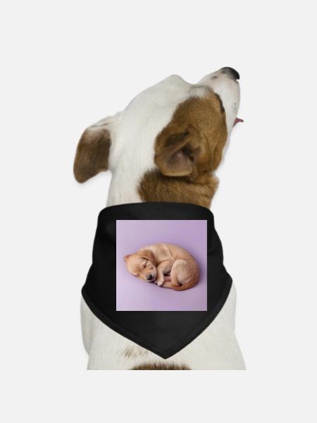 Sleeping Puppy on Lilac Background - Dog Bandana - black