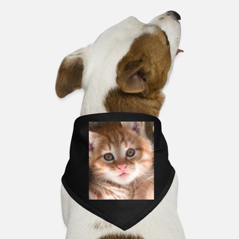 Chat mignon Bandana pour chien