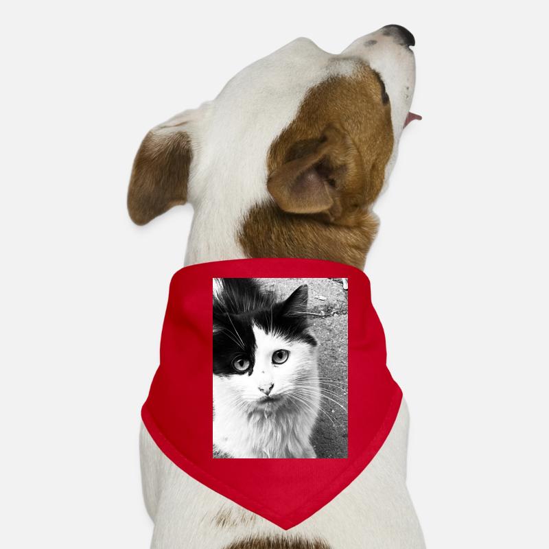 Katzen Hunde-Bandana