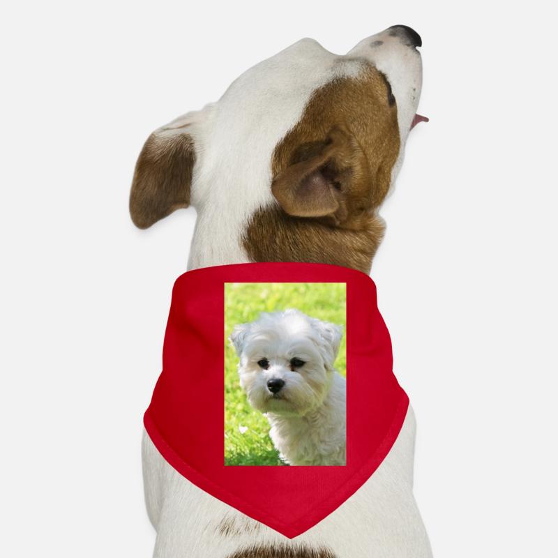 Malteser Hunde-Bandana