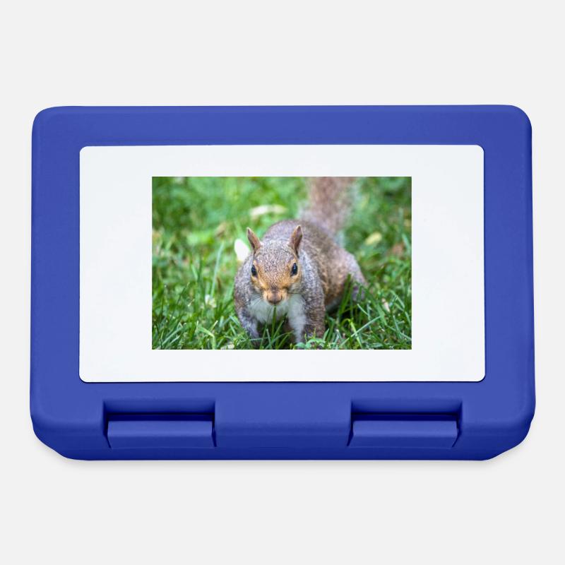 Écureuil gris Grauhörnchen Sciurus carolinensis - Boîte à goûter - bleu royal