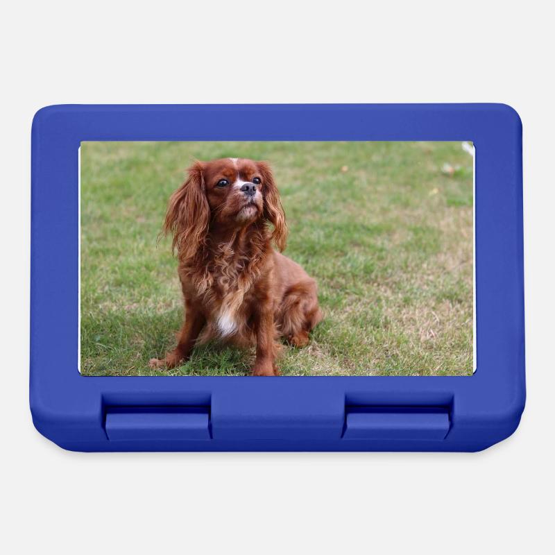 Cavalier King Charles Spaniel assis - Boîte à goûter - bleu royal