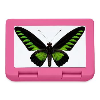 Rajah Brookes Birdwing Trogonoptera brookiana - Brotdose - Pink - Vorne