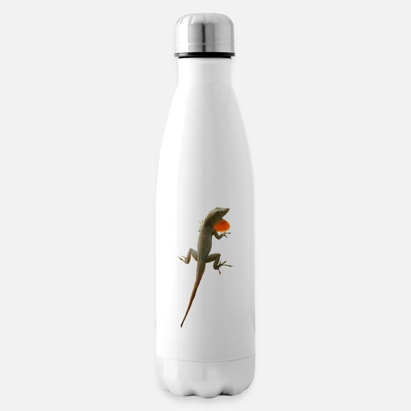 Echsen-Männchen Anolis grahami auf Jamaica - Isolierflasche - Weiß