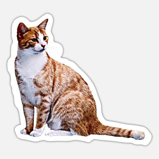 korrelat Vælge ingeniørarbejde Kat Katte Kat Katte Kat Kærlighed' Sticker | Spreadshirt