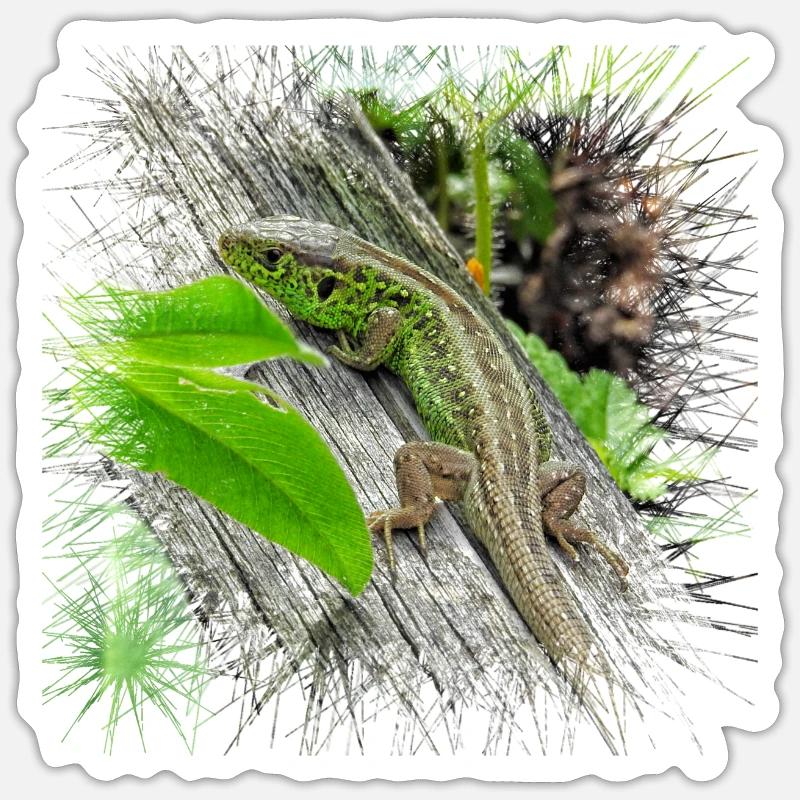 Die Zauneidechse ist ein weit verbreitetes Reptil - Sticker Größe S (10 x 10 cm) - Mattweiß