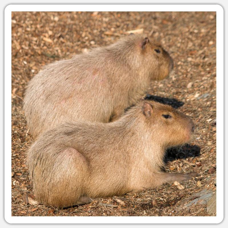 Capybara capybara (Hydrochoerus hydrochaeris) - Sticker size S (10 x 10 cm) - white matte