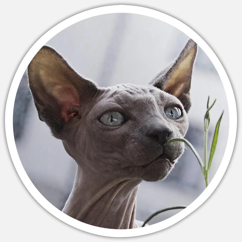 Chat nu chat sphynx Sticker taille S (10 x 10 cm)