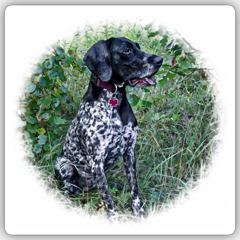 Pointer Hound Dog allemand - Sticker taille S (10 x 10 cm) - blanc mat