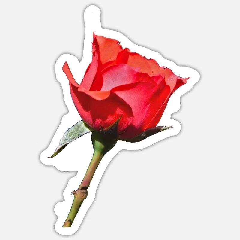 A Single Rose - Sticker size S (10 x 10 cm) - white matte