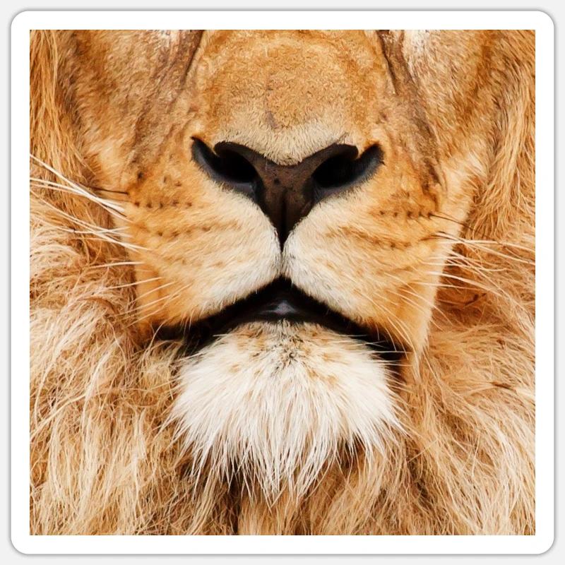 Löwe Sticker Größe S (10 x 10 cm)