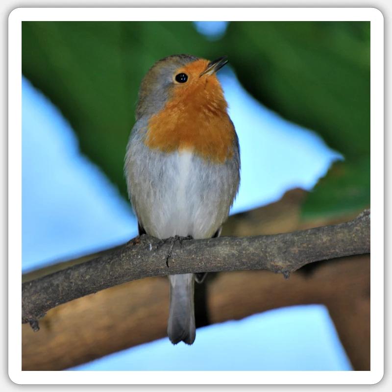 robin Sticker size S (10 x 10 cm)