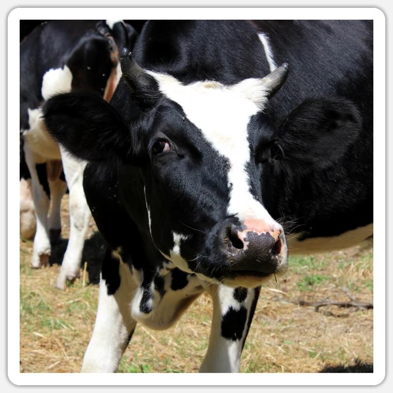 Affiche vache Sticker taille S (10 x 10 cm)