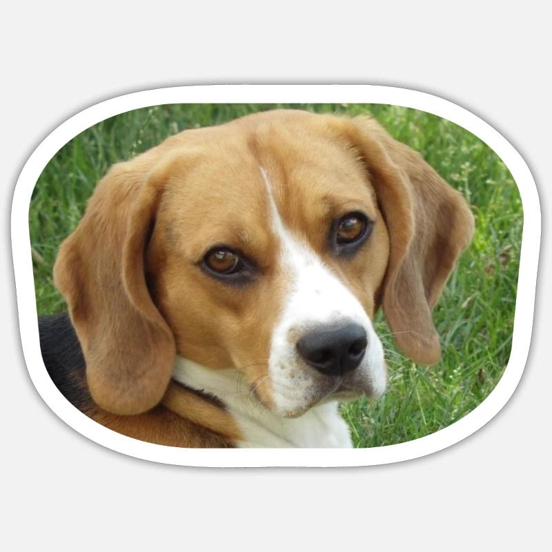 Beagle - Sticker size S (10 x 10 cm) - white matte