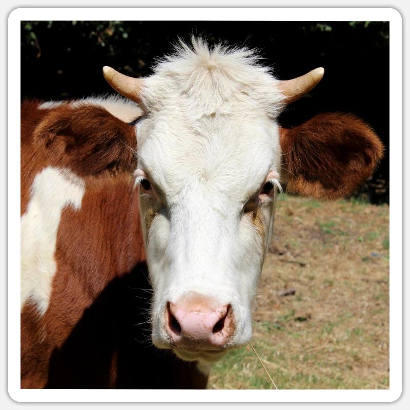 Affiche vache - Sticker taille S (10 x 10 cm) - blanc mat