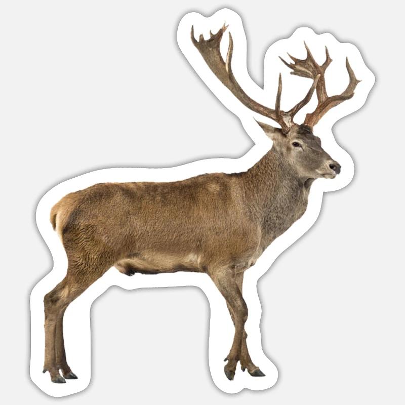 Cerf élaphe - Sticker størrelse S (10 x 10 cm) - mat hvid