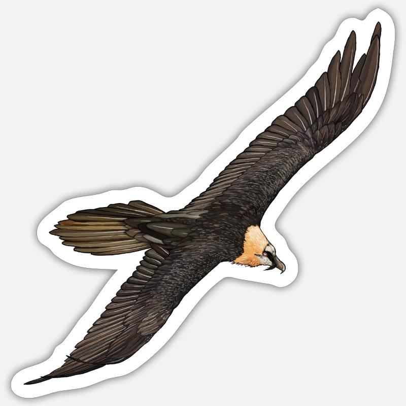 Bearded Vulture in flight - Sticker size S (10 x 10 cm) - white matte