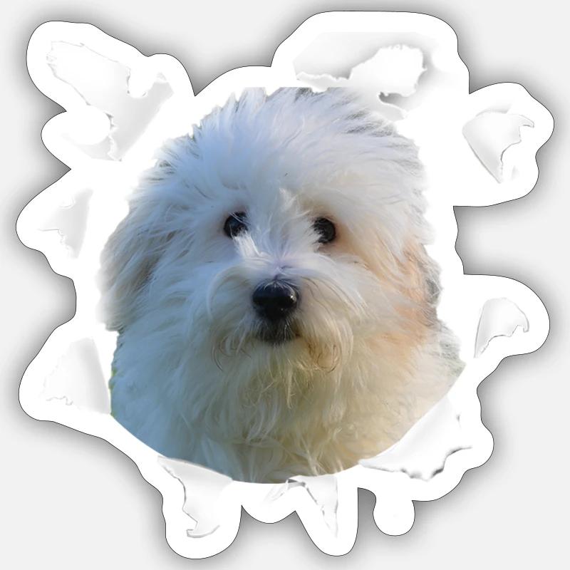 Coton de Tulear - Chien Coton de Tulear Sticker taille S (10 x 10 cm)