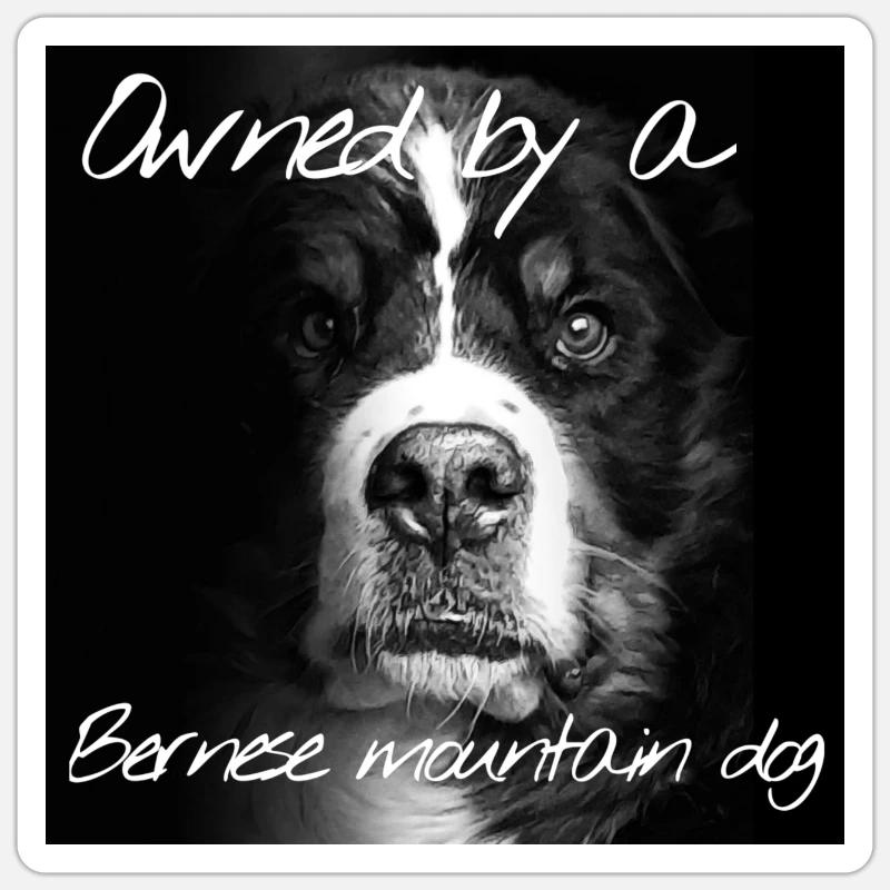 Bouvier bernois - Sticker taille S (10 x 10 cm) - blanc mat