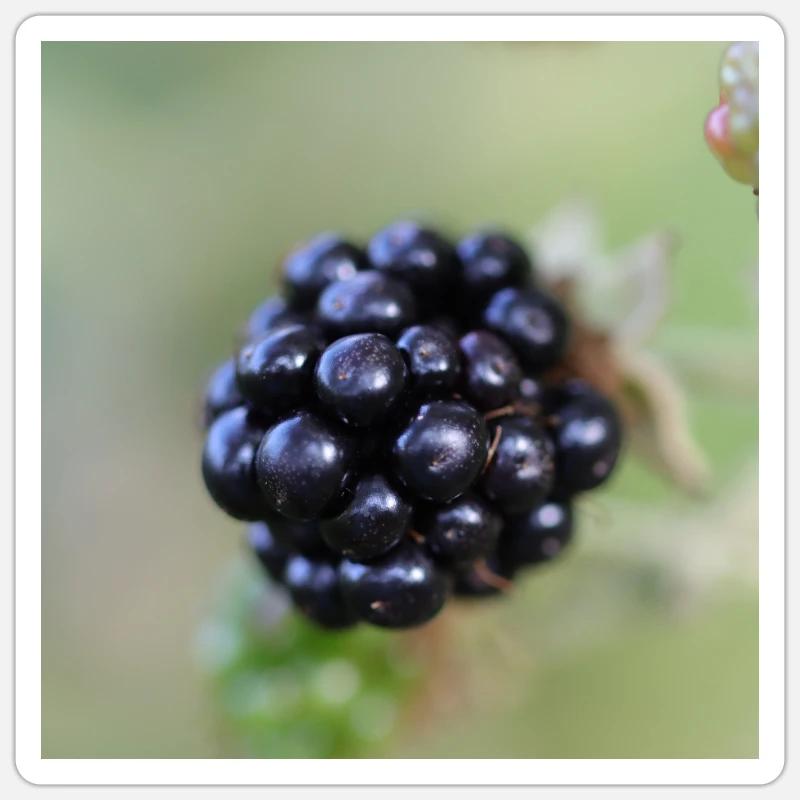 Brombeere Brombeeren Beeren Früchte - Sticker Größe S (10 x 10 cm) - Mattweiß