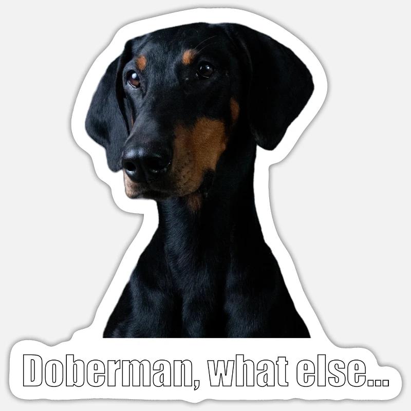 doberman, what else... - Sticker Größe S (10 x 10 cm) - Mattweiß