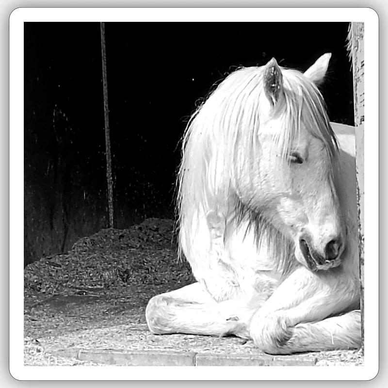 Pferd kniend - Sticker Größe S (10 x 10 cm) - Mattweiß